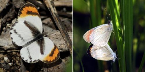 Réf. 236 824 : Colotis euippe omphale
